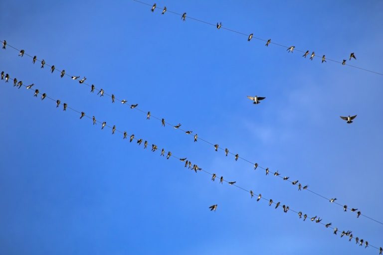 Beyond Bluesky: These are the apps building social experiences on the AT Protocol