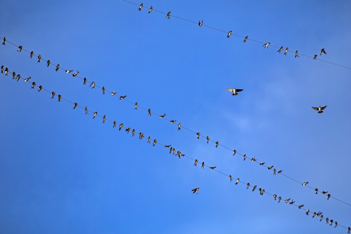 Beyond Bluesky: These are the apps building social experiences on the AT Protocol